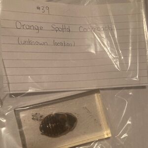 Orange Spotted Cockroach- unknown location